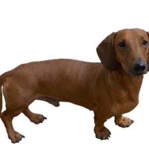 Wiener dog (test item)